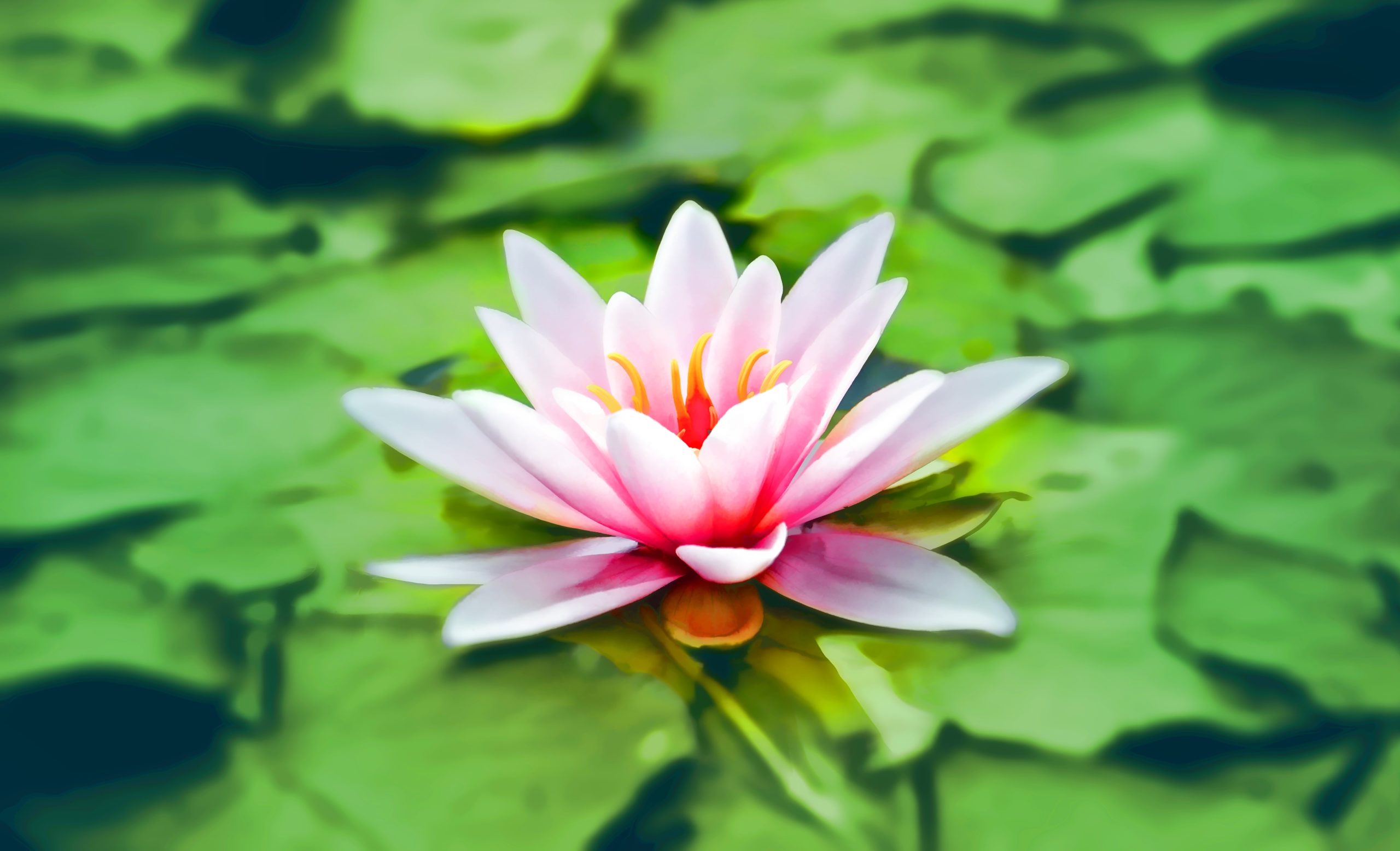 Meditatie foto van een prachtige bloem in het water
